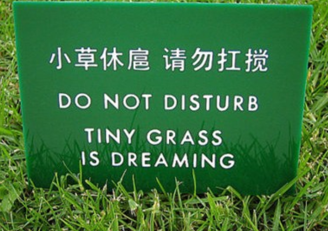 Nếu bạn gây ra tiếng động khi giẫm lên cỏ này, bạn có thể sẽ làm gián đoạn giấc mơ của nó! 