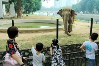 BÁO SONG NGỮ SỐ 207: Voi vườn thú Hà Nội được tháo xích chân sau khi thay hàng rào điện